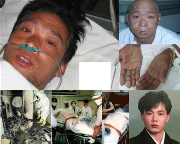 A Comprehensive Guide To Hisachi Puchi: All You Need To Know