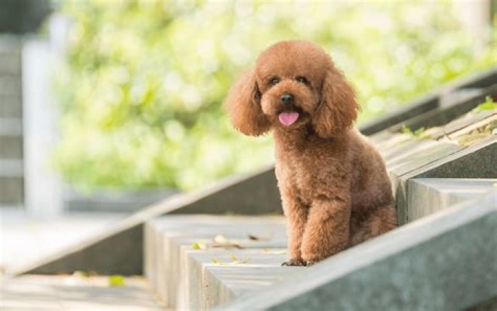 Adorable Poodle Cats: A Comprehensive Guide To This Unique Breed