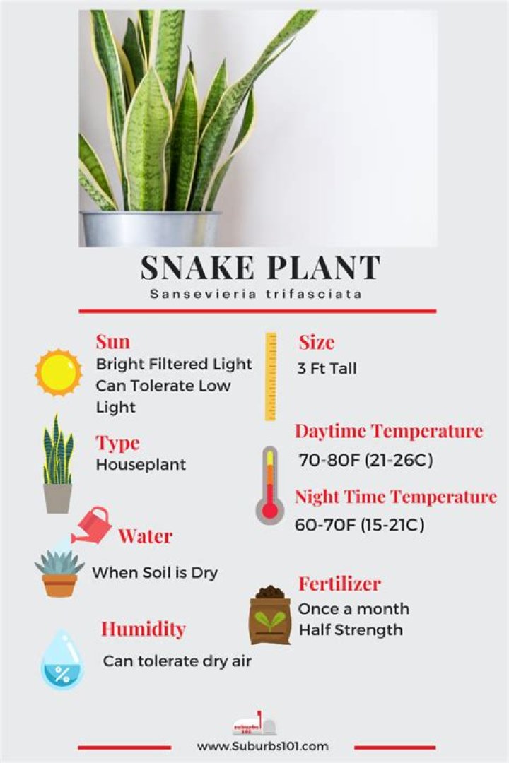Carmen Jane Plant: Discover The Benefits And Care Guide