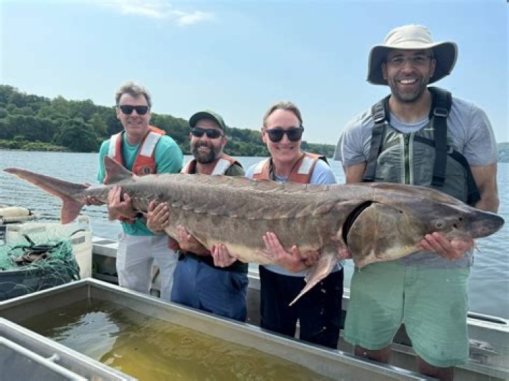 Catch The Delicacy Of Maine Catfish Today!