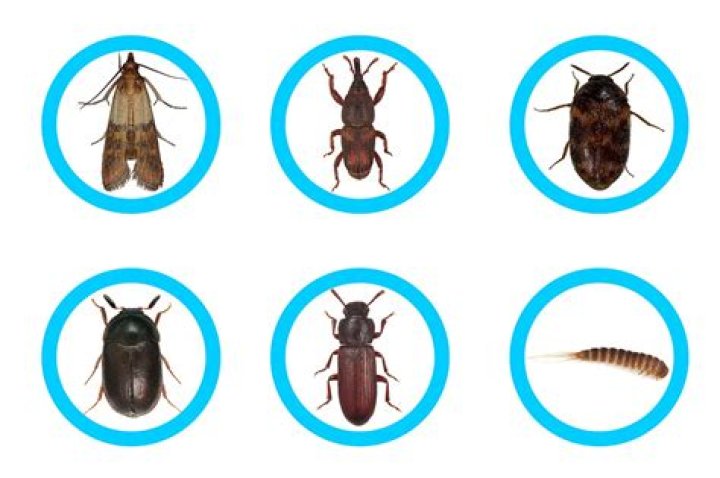 Common Pests And Insects In Boston
