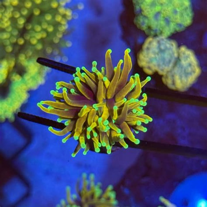 Definitive Guide To Luzmilda Blue: Unlocking Vibrancy And Charm