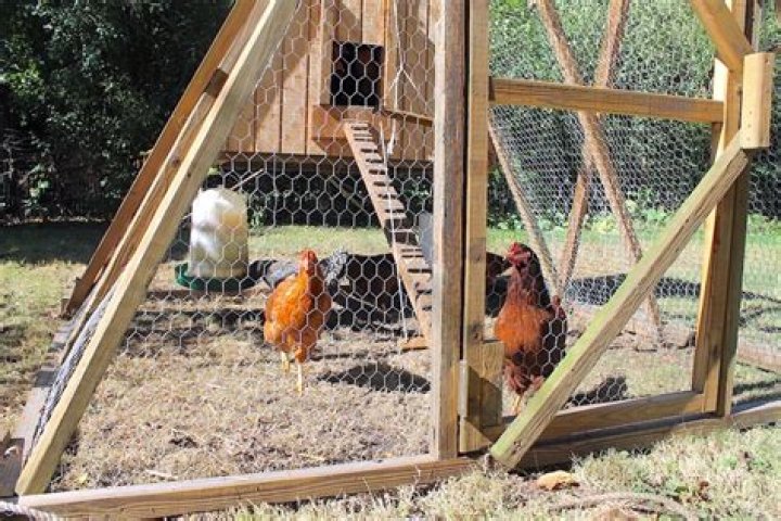 Essential Guide To Keeping Coop Dogs: A Guide For Poultry-Loving Families