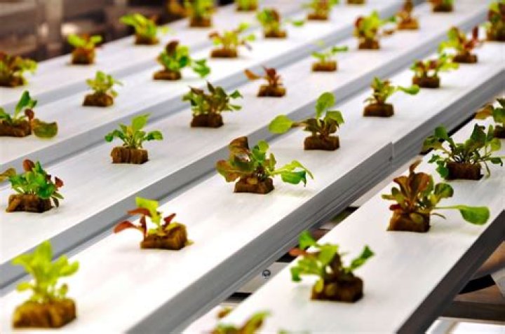 Meet Phyllis Perron: A Renowned Expert In Hydroponics