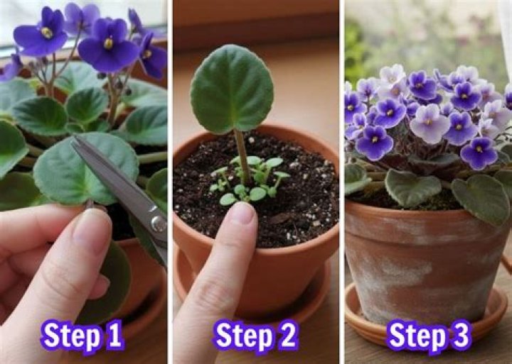 The Ultimate Guide To Marshall Violets: History, Care, And Propagation