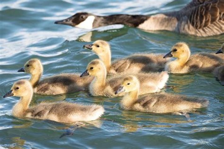 The Ultimate Guide To Mother Of Goslings: Everything You Need To Know