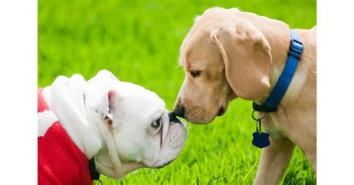 Ultimate Guide To Correcting Unwanted Puppy Behaviors: Saying "No" Effectively