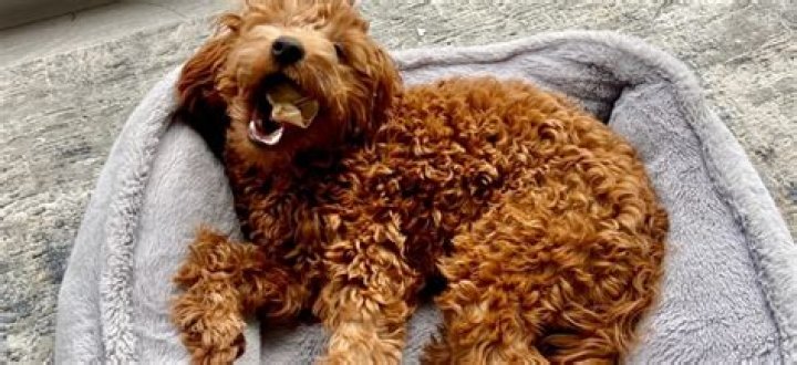 Uncover The Secrets To Detangling Matted Labradoodle Coats